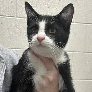 Stanley -  Domestic Short Hair Cat for Adoption in Murray, Utah - Stanley | PetCurious