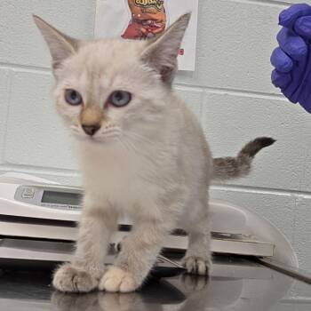 Barbie -  Domestic Short Hair Cat for Adoption in Chattanooga, Tennessee - Barbie | PetCurious