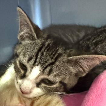 Professor Meowgonagol -  Domestic Short Hair Cat for Adoption in Charlottesville, Virginia - Professor Meowgonagol | PetCurious