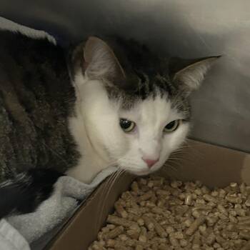 MeiMei -  Domestic Short Hair Cat for Adoption in Newark, New Jersey - MeiMei | PetCurious