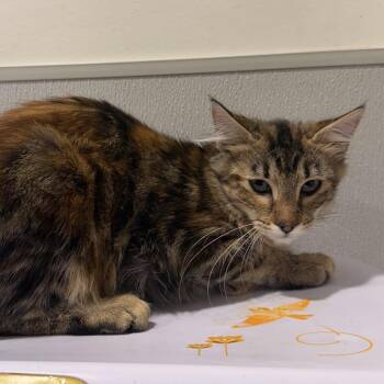 Lilac -  Domestic Medium Hair Cat for Adoption in Tampa, Florida - Lilac | PetCurious