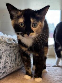 ZOEY -  Domestic Short Hair Cat for Adoption in Louisville, Kentucky - ZOEY | PetCurious