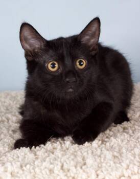 Elphaba -  Domestic Short Hair Cat for Adoption in Gilbert, Arizona - Elphaba | PetCurious