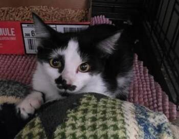 Melanie -  Domestic Short Hair Cat for Adoption in Clinton, Missouri - Melanie | PetCurious