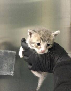 Domestic Short Hair Cats Available for Adoption in Thousand Palms, California - A1910219 | PetCurious