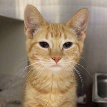 Angela -  Domestic Short Hair Cat for Adoption in Des Moines, Iowa - Angela | PetCurious