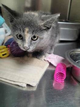 Rescue Domestic Short Hair Cats for Adoption in Memphis, Tennessee - Dragontale | PetCurious