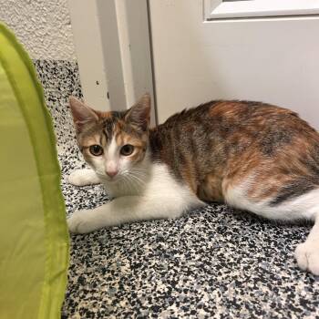 Pizza Crunch -  Domestic Short Hair Cat for Adoption in Fresno, California - Pizza Crunch | PetCurious