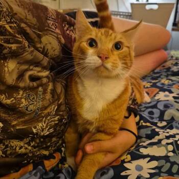 Simba -  Domestic Short Hair Cat for Adoption in Ferndale, Washington - Simba | PetCurious