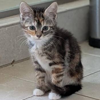 Circe -  Domestic Short Hair Cat for Adoption in Pasadena, California - Circe | PetCurious