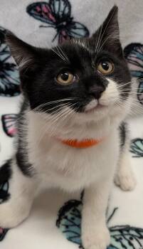 Domestic Short Hair Cats Available for Adoption in Tillsonburg, Ontario - TOASTER | PetCurious