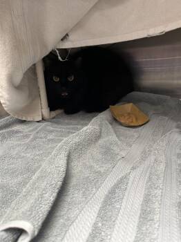 MEW MEW -  Domestic Short Hair Cat for Adoption in Omaha, Nebraska - MEW MEW | PetCurious