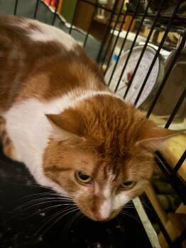 Domestic Short Hair Cats Available for Adoption - Ollie | PetCurious