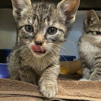 Domestic Short Hair Cats Available for Adoption in Burlington, Iowa - Wilder | PetCurious