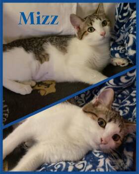 Rescue Domestic Short Hair and Tabby Cats for Adoption in Fort Worth, Texas - Mizz | PetCurious