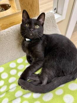 Merlin -  Domestic Short Hair Cat for Adoption in Medina, Ohio - Merlin | PetCurious