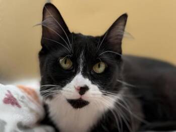 Haven -  Domestic Medium Hair Cat for Adoption in Portland, Oregon - Haven | PetCurious