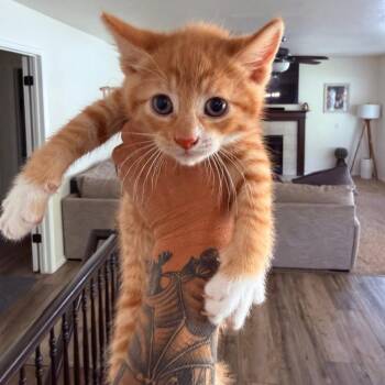 Branch Crock -  Domestic Short Hair Cat for Adoption in Eagle Mountain, Utah - Branch Crock | PetCurious