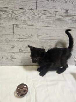 Rescue Domestic Medium Hair Cats for Adoption in Modesto, California - A601877 | PetCurious