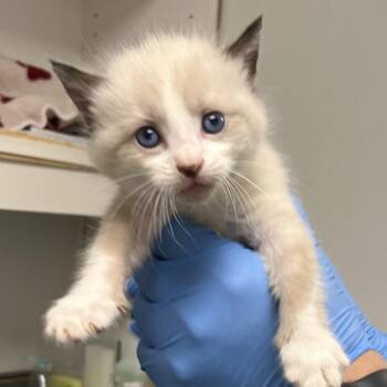 71282 -  Domestic Short Hair Cat for Adoption in Harrisonburg, Virginia - 71282 | PetCurious