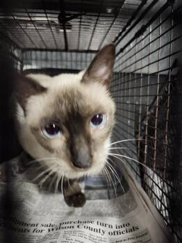 METRO -  Siamese Cat for Adoption in San Antonio, Texas - METRO | PetCurious