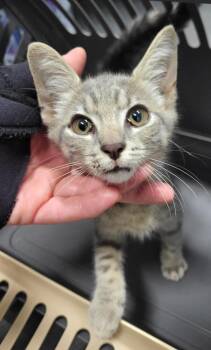 If 3 Bugs -  Domestic Short Hair Cat for Adoption in Lawrenceville, Georgia - If 3 Bugs | PetCurious