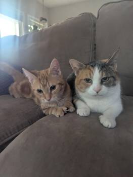 Calico Cats Available for Adoption in Kannapolis, North Carolina - Candy | PetCurious