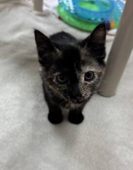 Dora -  Domestic Short Hair Cat for Adoption in Gainesville, Florida - Dora | PetCurious