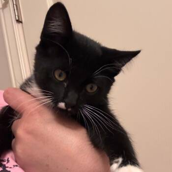 Waffles -  Domestic Short Hair Cat for Adoption in Layton, Utah - Waffles | PetCurious