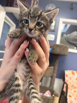Shelby -  Domestic Short Hair Cat for Adoption in Belton, Missouri - Shelby | PetCurious
