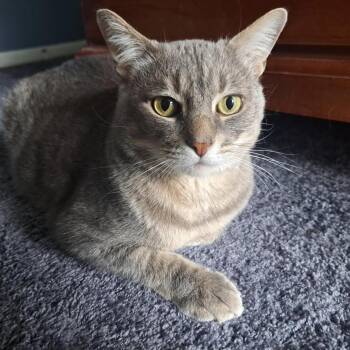 Rescue Domestic Short Hair Cats for Adoption in Cincinnati, Ohio - Randall | PetCurious