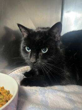 Domestic Short Hair Cats Available for Adoption - Batman | PetCurious