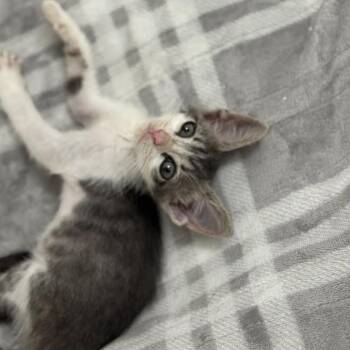 Rescue Domestic Short Hair Cats for Adoption in Austin, Texas - Xero Worries 14 | PetCurious
