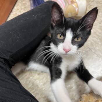Domestic Short Hair and Tuxedo Cats Available for Adoption in Hazlet, New Jersey - Langdon | PetCurious