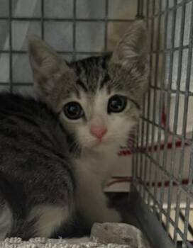 Bonnie -  Domestic Short Hair Cat for Adoption in Honolulu, Hawaii - Bonnie | PetCurious
