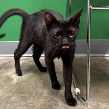 Dixie -  Domestic Short Hair Cat Available for Adoption in Mount Vernon, Indiana - Dixie | PetCurious