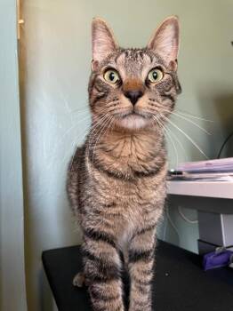 Domestic Short Hair Cats Available for Adoption in Minneapolis, Minnesota - Pinecone | PetCurious