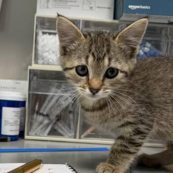 Domestic Short Hair Cats Available for Adoption in Englewood, Florida - Captain Culter | PetCurious