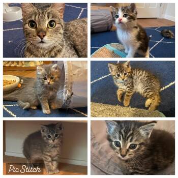 Rescue Domestic Medium Hair Cats for Adoption in Columbus, Ohio - The Roof Kittens | PetCurious