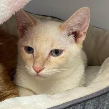 Domestic Short Hair and Siamese Cats Available for Adoption - Goose | PetCurious