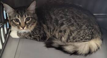 Rescue Domestic Short Hair Cats for Adoption in Lawrenceville, Georgia - If 7 | PetCurious