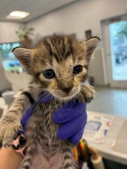 DOT -  Domestic Short Hair Cat for Adoption in Palmetto, Florida - DOT | PetCurious