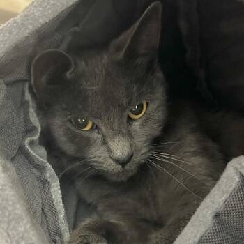 Moony -  Domestic Short Hair Cat for Adoption in Watertown, New York - Moony | PetCurious