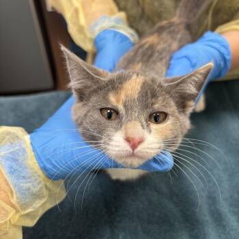 Warbler -  Domestic Short Hair Cat for Adoption in Evanston, Illinois - Warbler | PetCurious
