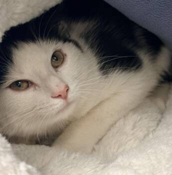 Domestic Short Hair Cats Available for Adoption in Richboro, Pennsylvania - Azula | PetCurious