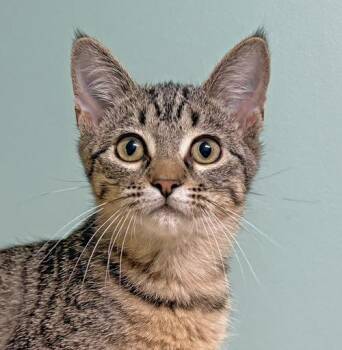Rescue Domestic Short Hair Cats for Adoption in Amery, Wisconsin - Aggie | PetCurious