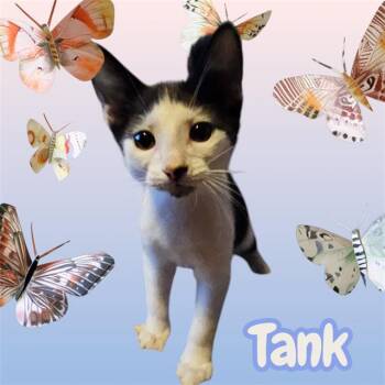 TANK -  Domestic Short Hair Cat for Adoption in Visalia, California - TANK | PetCurious