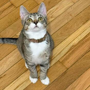 Cricket (bonded with Ladybug) -  Domestic Short Hair Cat for Adoption in Rossville, Georgia - Cricket (bonded With Ladybug) | PetCurious