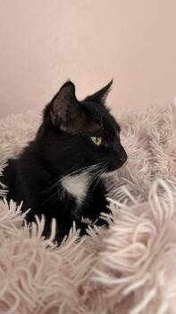 Domestic Medium Hair Cats Available for Adoption in Chandler, Arizona - Fiyero Wizard | PetCurious