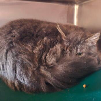 Domestic Medium Hair Cats Available for Adoption - PaPaw | PetCurious